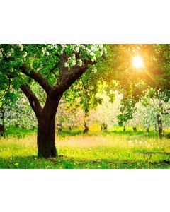 Leowefowa Vinyl 9X6FT Nature Outdoor Spring Backdrop Forest Trees Blooming Flowers Sunshine Grassland Romantic Wedding Photography Background Kids Adults Travel Photo Studio Props